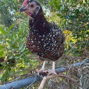 Meet your Posher, Ji min